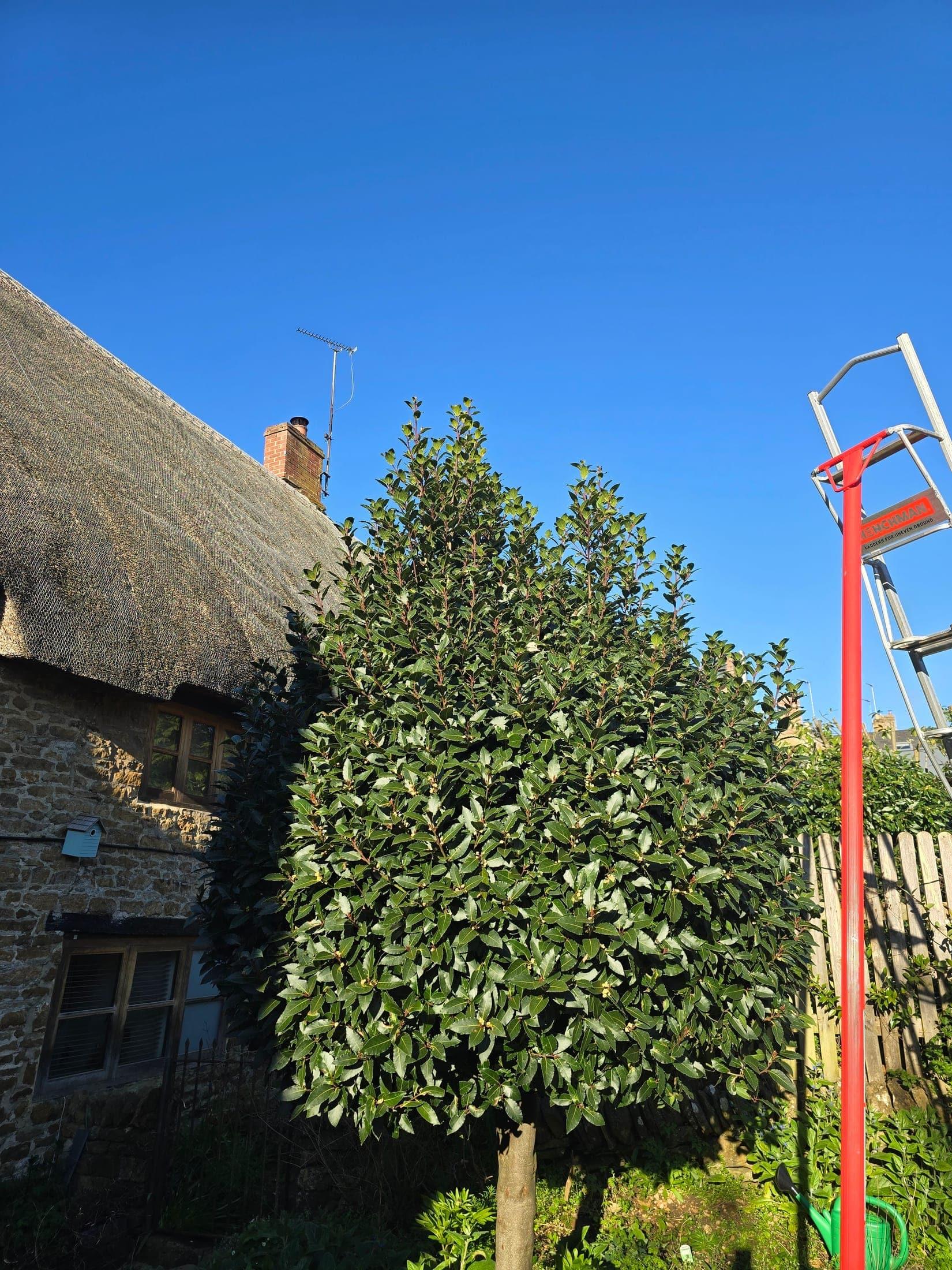 Garden tree with a pruning ladder positioned alongside