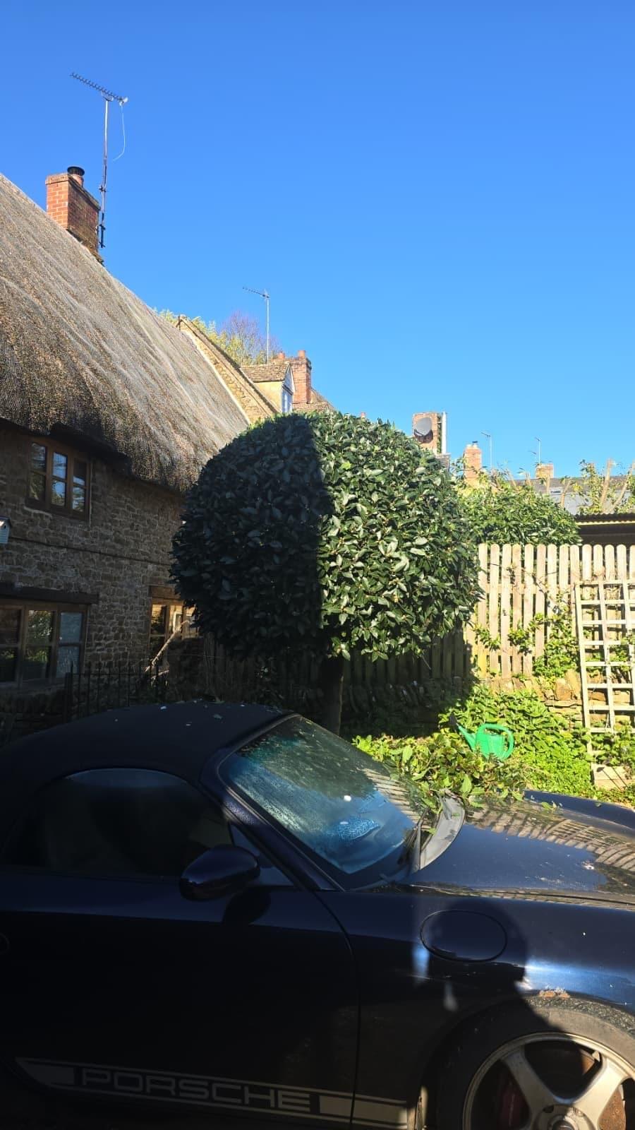 Garden tree beside a stone cottage viewed from the rear garden